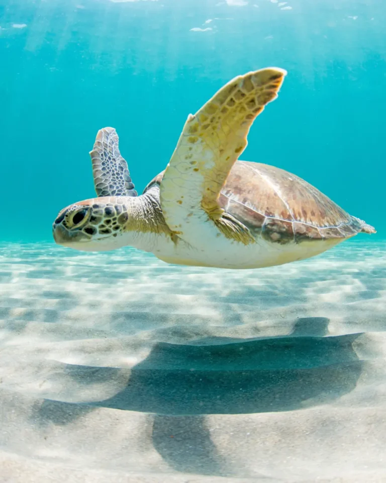 17.-Turtle
